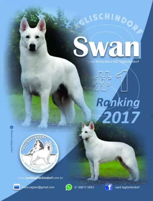 Best Br 2017 todos os rankings – SWAN WHITE KANN VON TAGLISCHINDORF

