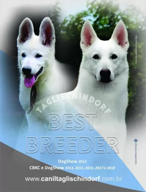 SWAN WHITE KANN VON TAGLISCHINDORF – Melhor macho NACIONAL DE 2017/BEST BR 2017