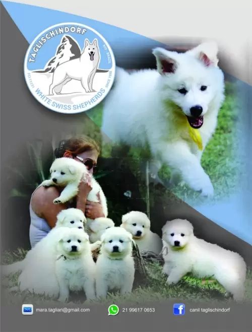 PAGINA 2 REVISTA TOPDOG/CATALODOG