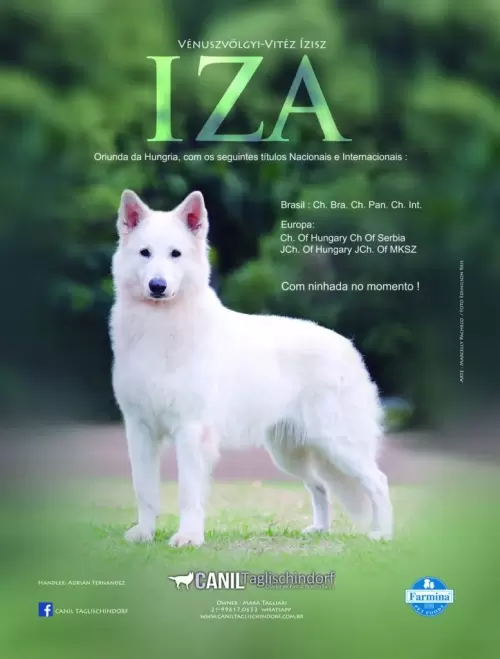 ItlCh. BrCh. PanamCh IZA – VÉNUSZVÖLGYI-VITÉZ ÍZISZ importada da Hungria em edição da revista Cães e Cia