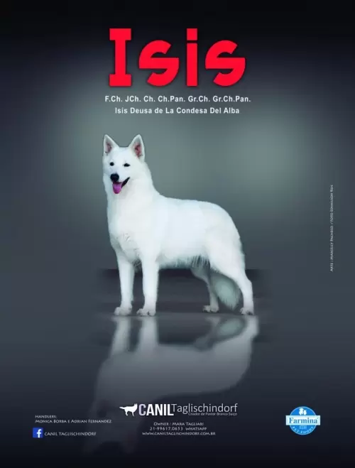 Multi Campeã ISIS DEUSA DE LA CONDESA DEL ALBA, em edição de revista cinófila CATALODOG/TOPDOG