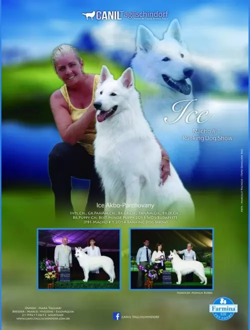 Multi Ch.ICE AKBO-PARCHOVANY, Best Br 2014 site DogShow-importado da Eslovaquia em 2013