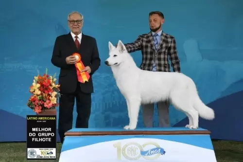 Ruby Girl Von Taglischindorf, Filhote # 1 do Ranking Nacional de 2022, #1, #2 e #3 de Best in Show Filhote