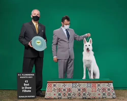 Dafne Hope Von Taglischindorf – 3º BEST IN SHOW FILHOTE – Melhor Filhote do RANKING NACIONAL FILHOTE 2021 CBKC/DOGSHOW

