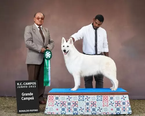 TWICE BEBEL ALBUS VON TAGLISCHINDORF – Kennel Clube de Campos junho/22

