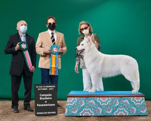 JUST A WINNER VON TAGLISCHINDORF, EXPOSIÇÃO KENNEL CLUBE SUL FLUMINENSE, OUT/2021
