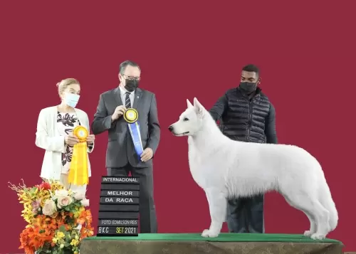JUST A WINNER VON TAGLISCHINDORF